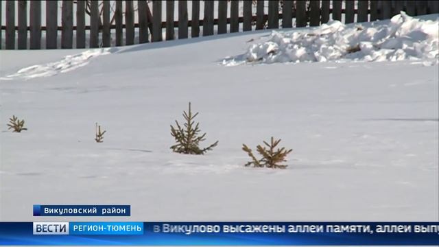 Два гектара зеленых насаждений появилось в Викуловском районе смотреть онлайн