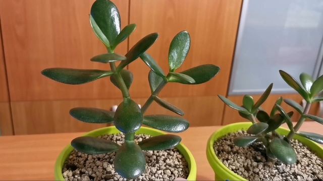 Денежное дерево. Обзор деревьев. смотреть онлайн