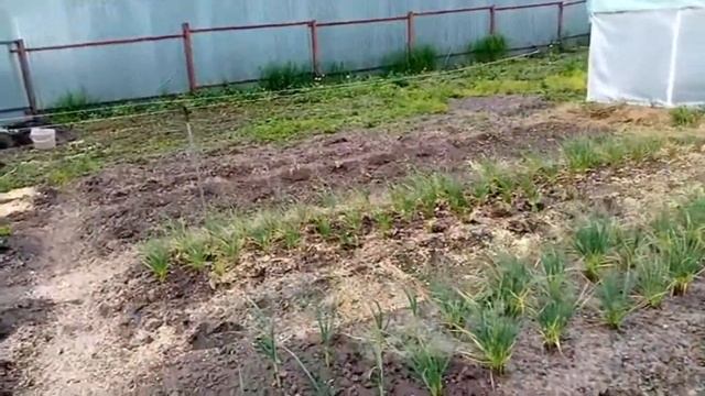 Пересадка Малины Разных сортов на Постоянное Место. 26 мая 2021г. смотреть онлайн