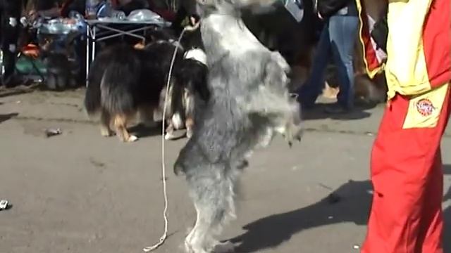 Миттельшнауцер Терц Грейт Нейв машет лапками "До свидания"! смотреть онлайн