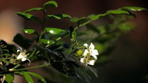 Комнатная мурайя: уход в домашних условиях и секреты выращивания