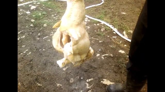 Бройлер кобб 500 в 55 дней смотреть онлайн