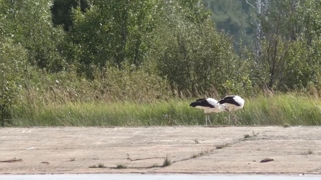 Аисты в деревне Крюково в Подмосковье смотреть онлайн
