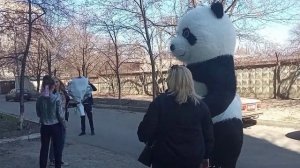 Панда поздравляет с днём рождения.