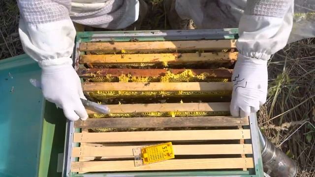 Среднерусская пчела и матка 100%чистоты смотреть онлайн