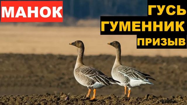 ?ГОЛОС (МАНОК) ГУСЬ ГУМЕННИК ПРИЗЫВ