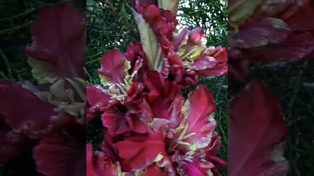 Гладиолус Цыганское Счастье (Васильев)