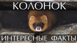 Колонок. Интересные факты