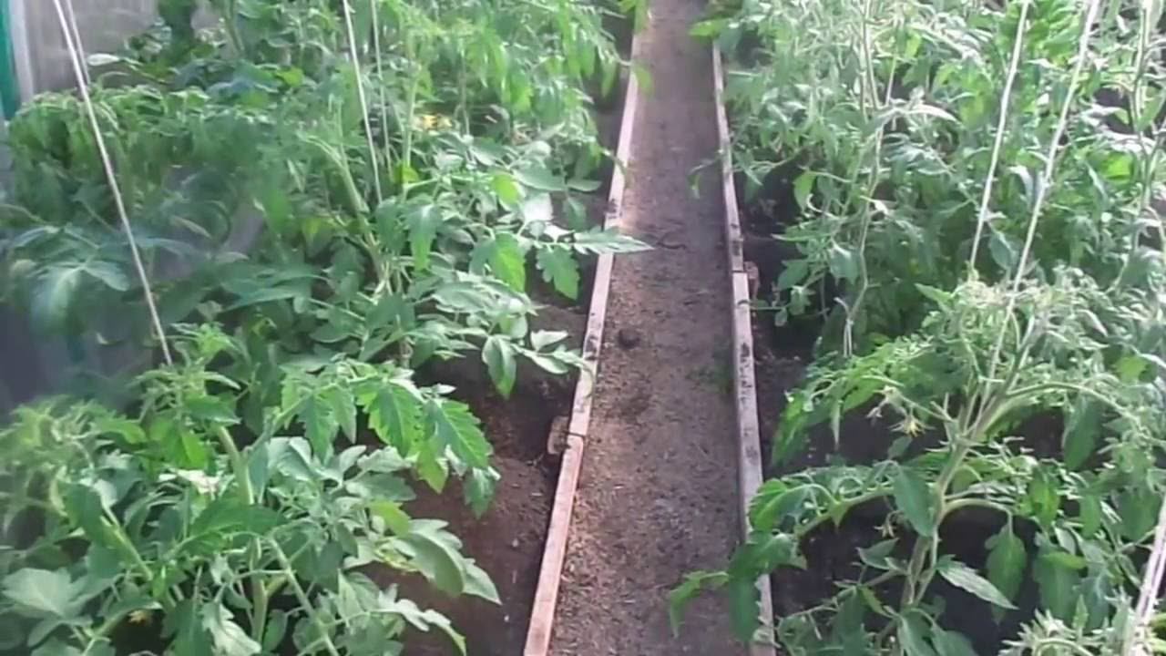 Томаты - Формирование,Пасынкование и Обрезка Лишних Листьев. смотреть онлайн