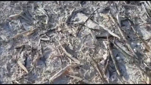 Работа мульчера UM-Forest prof — 140H. Пример 4. Аренда и услуги лесного измельчителя. смотреть онлайн