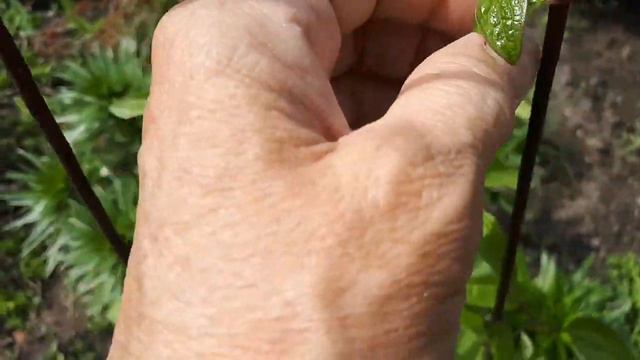 Клематис в моём саду.