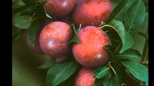 Сливово-вишневый гибрид ОПАТА