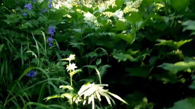 Камчатское лето в походе смотреть онлайн