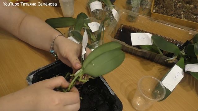 Снимаю торф стаканы 15 орхидей, ревизия корней. смотреть онлайн