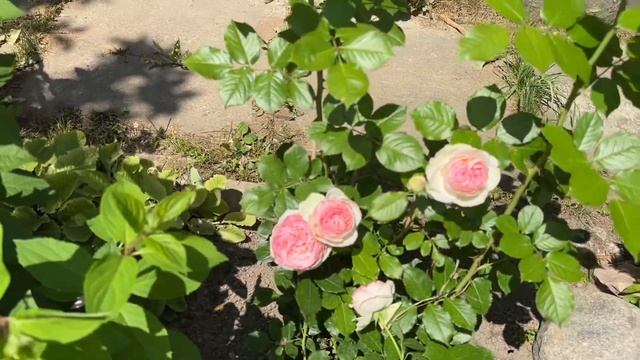 ПЛЕТИСТАЯ РОЗА PIERRE DE RONSARD ?| Цветение розы после зимовки без укрытия в год посадки смотреть онлайн