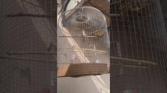 Черноголовый щегол смотреть онлайн