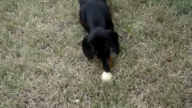 Daxli vs. Mushroom смотреть онлайн