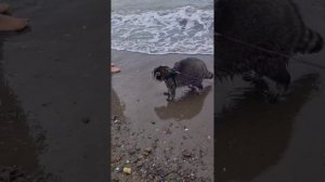 енота Витю намочила волна #shorts