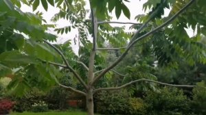 Орех маньчжурский