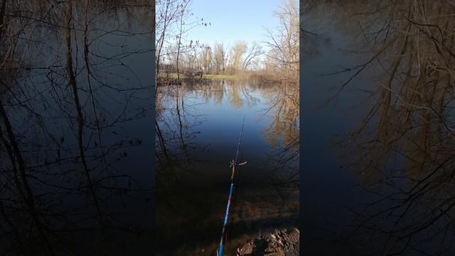 Рыбалка на карася в затопленом лесу. #шортс #рыбалка смотреть онлайн