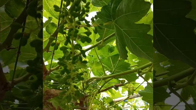 Результат опыления новинок в теплице. смотреть онлайн