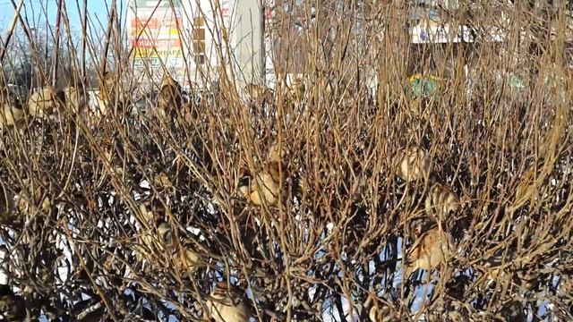 Стая воробьев в кустах смотреть онлайн