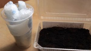 ОДНОЛЕТНИЕ ФЛОКСЫ, ЛЕГКИЙ СПОСОБ ПОСАДКИ, ОТЛИЧНЫЙ РЕЗУЛЬТАТ !