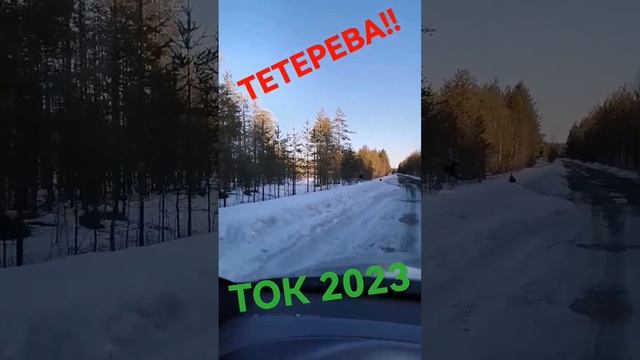 #тетерев #ток #весна #природа #глухарь #дикаяохота #птица #мороз #коми #дикая_природа #зима смотреть онлайн