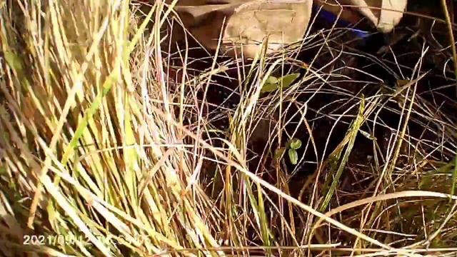 КОПАЕМ МЕТАЛ! НАШЛИ мотоцикл ?️!? смотреть онлайн