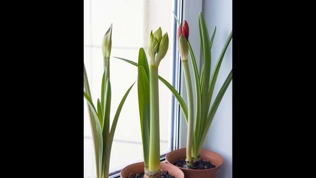 СРОЧНО ДАЙТЕ САХАР КОМНАТНЫМ РАСТЕНИЯМ для БЕШЕНОГО РОСТА и ПЫШНОГО ЦВЕТЕНИЯ!!! смотреть онлайн