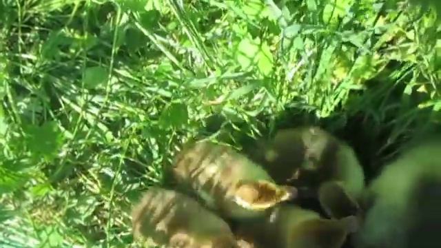 Индоутята смотреть онлайн