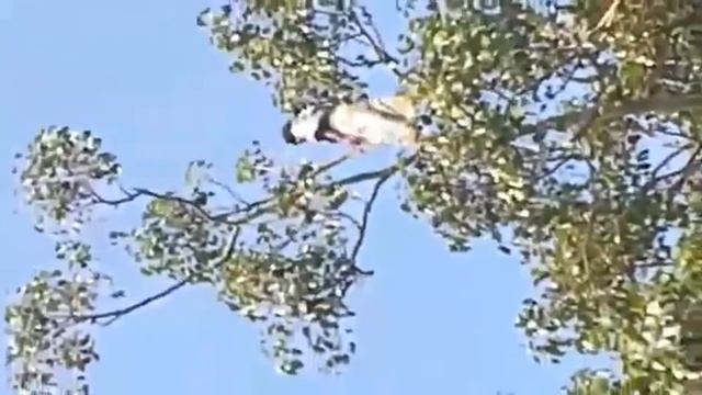 Dangerous lady stand on the top of the tree....climb like a monkey смотреть онлайн