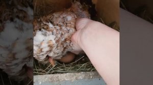 О подкладных яйцах. Несутся ли куры без петуха.