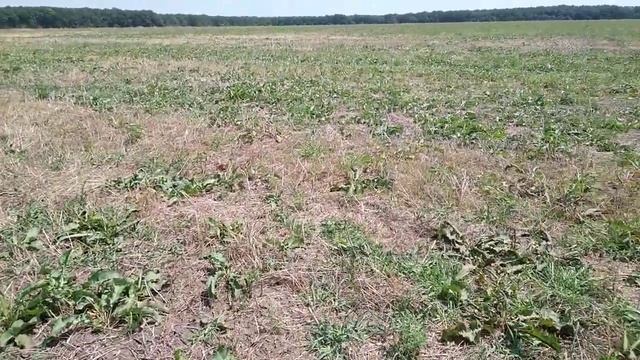 растения индикаторы почвы смотреть онлайн