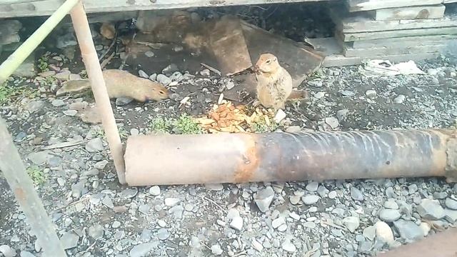 Еврашки пробуют болоньезе. Магаданская область смотреть онлайн