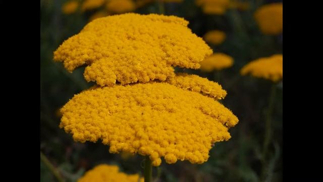 ТЫСЯЧЕЛИСТНИК (ACHILLEA) сем. Сложноцветные смотреть онлайн
