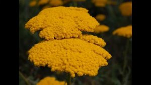 ТЫСЯЧЕЛИСТНИК  (ACHILLEA)  сем. Сложноцветные