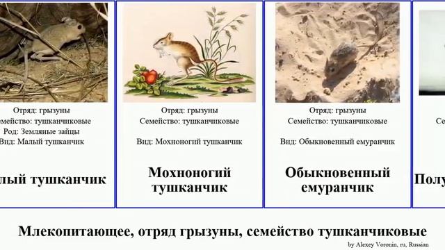 Млекопитающее, отряд грызуны, семейство тушканчиковые mammal тушканчики мышовка Haugen карликовые смотреть онлайн