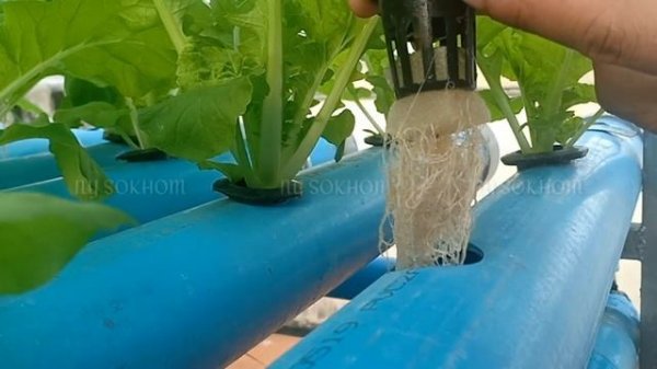 #Growing_Taiwanese_Pak_Choi #Hydroponics
