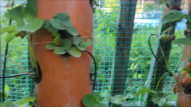 Клубника в вертикальных трубах на даче с ягодами. смотреть онлайн