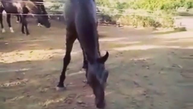 Лошадь сожрала цыпу 😱 смотреть онлайн