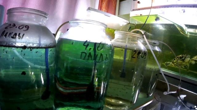 Две пары скалярий отнерестились в новых аквариумах (Аква Хижина, выпуск 109) смотреть онлайн