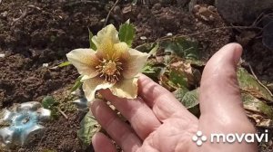 Морозник из семян самосевом,пионы мелколеипестковый!!!