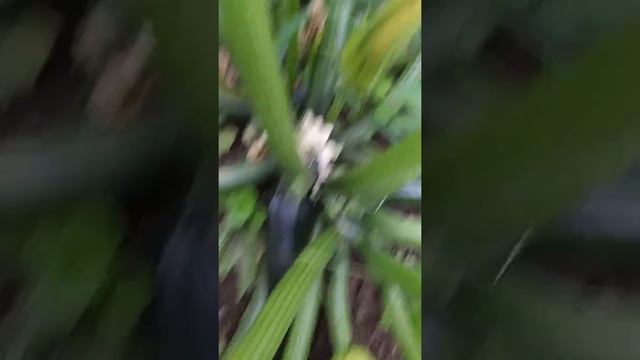 Кабачок Крукнек смотреть онлайн