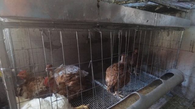 Аномальная жара. Спасти бы птицу... смотреть онлайн