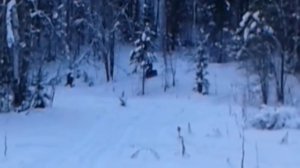 Dingo T125 с бурановской гусянкой и Т150