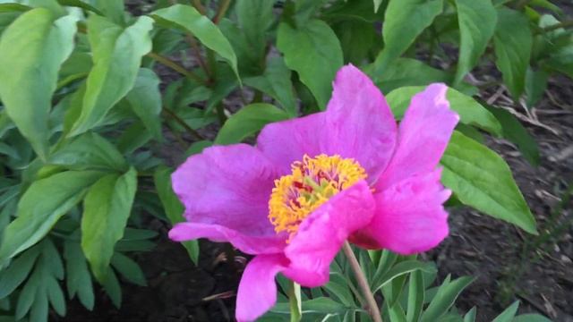 Пион LAVENDER BABY/Лавендер Бэйби