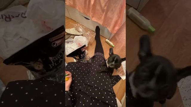 Маш маленький французский бульдог смотреть онлайн