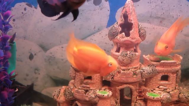 О БОЖЕ КАКОЙ МУЖЧИНА! смотреть онлайн