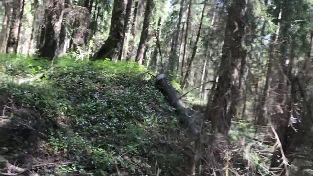 Русский лес смотреть онлайн